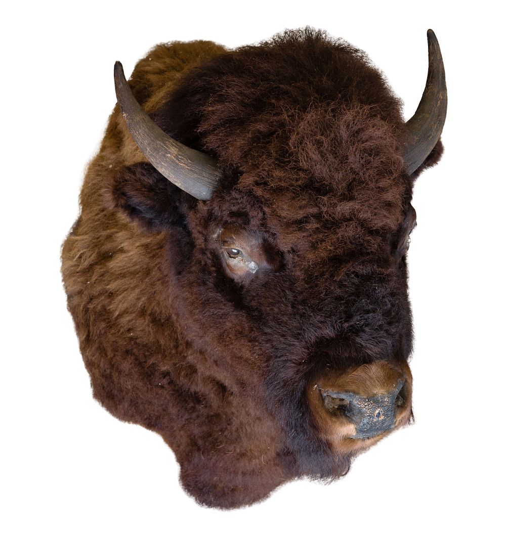 Lot 251: Buffalo Head Mount Taxidermy