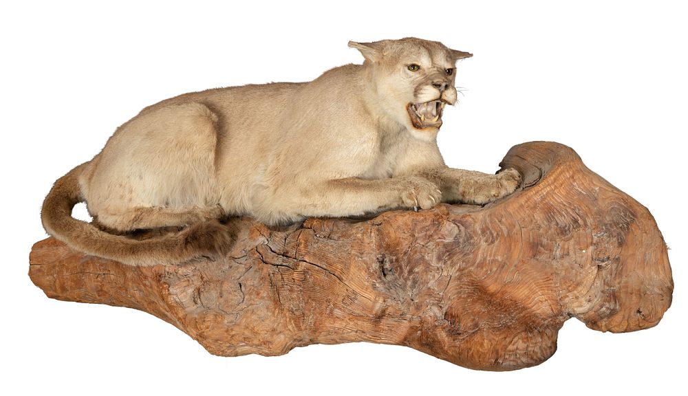 Lot 252: Cougar Full Body Mount Taxidermy