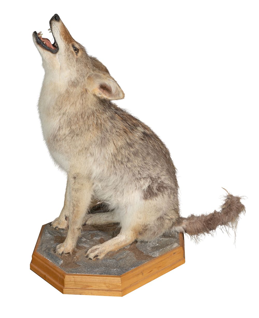 Lot 253: Coyote Full Body Mount Taxidermy