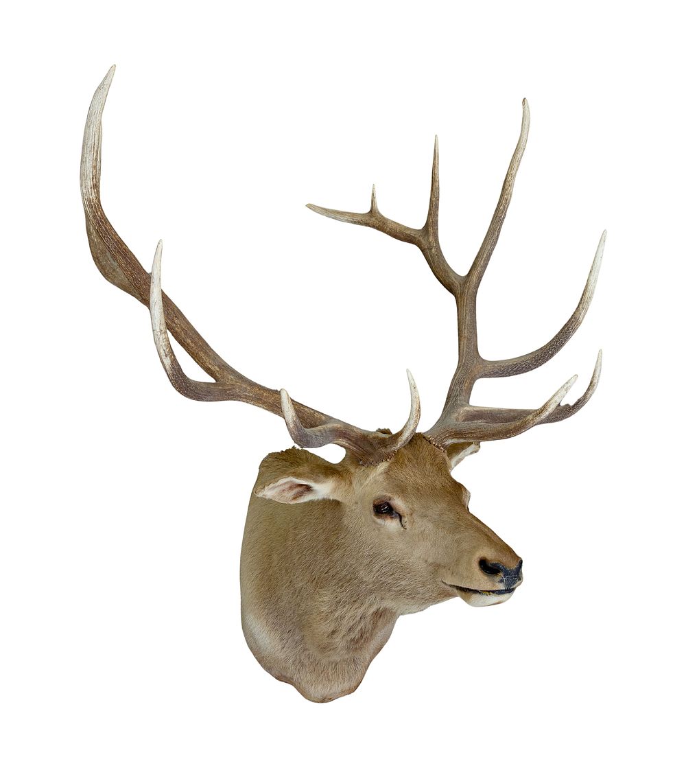 Lot 254: Elk Shoulder Mount Taxidermy