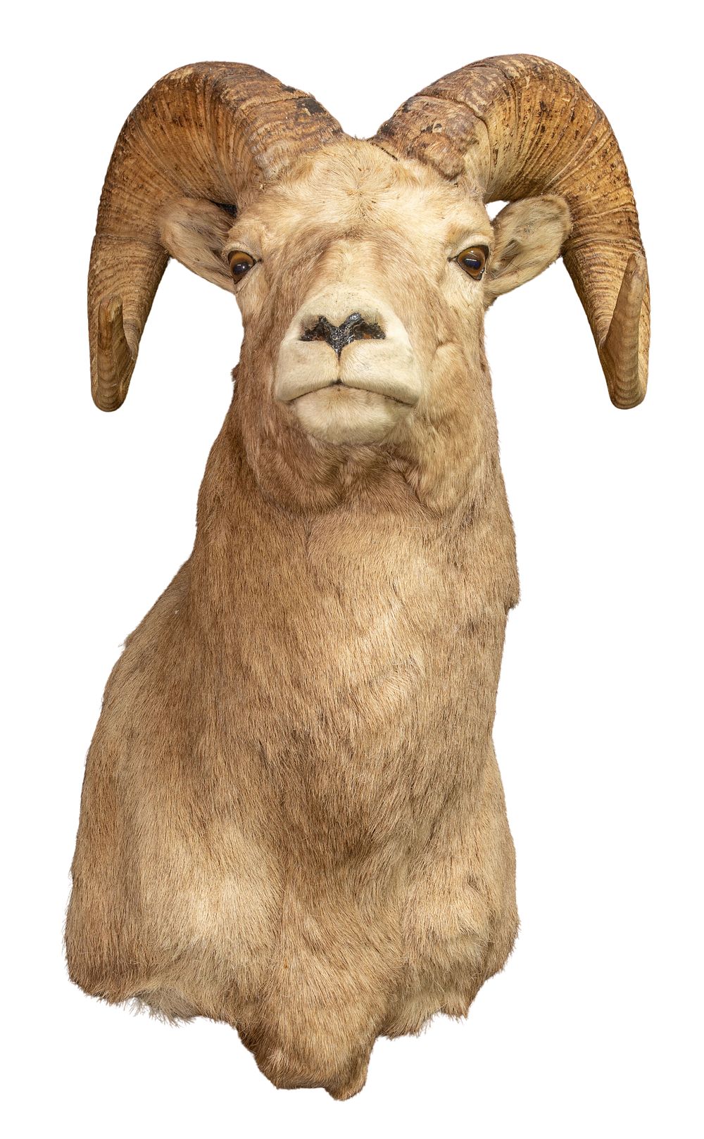 Lot 255: Big Horn Ram Shoulder Mount Taxidermy