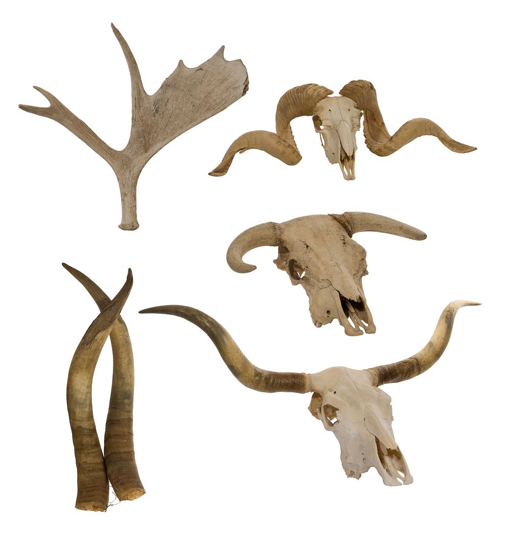 Lot 256: Skull, Horn and Antler Assortment