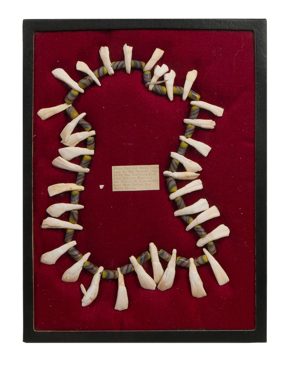 Lot 257: Native American Sioux Buffalo Teeth Necklace