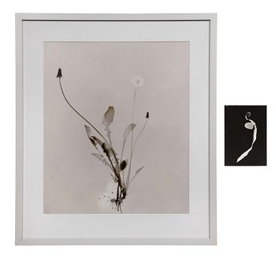 Floris Michael Neususs - Floris Michael Neususs (German, 1937-2020) Photograms (2) items including 