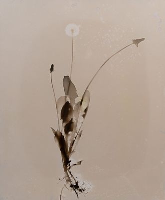 Floris Michael Neususs - Floris Michael Neususs (German, 1937-2020) Photogram Undated and unsigned 