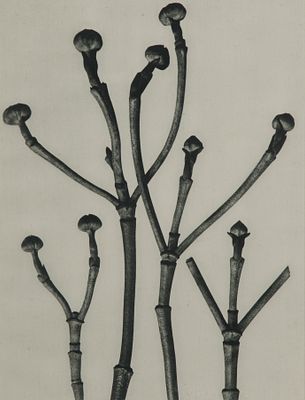 Karl Blossfeldt - Karl Blossfeldt (German, 1865-1932) 'Boxwood of North America' Photogravure 