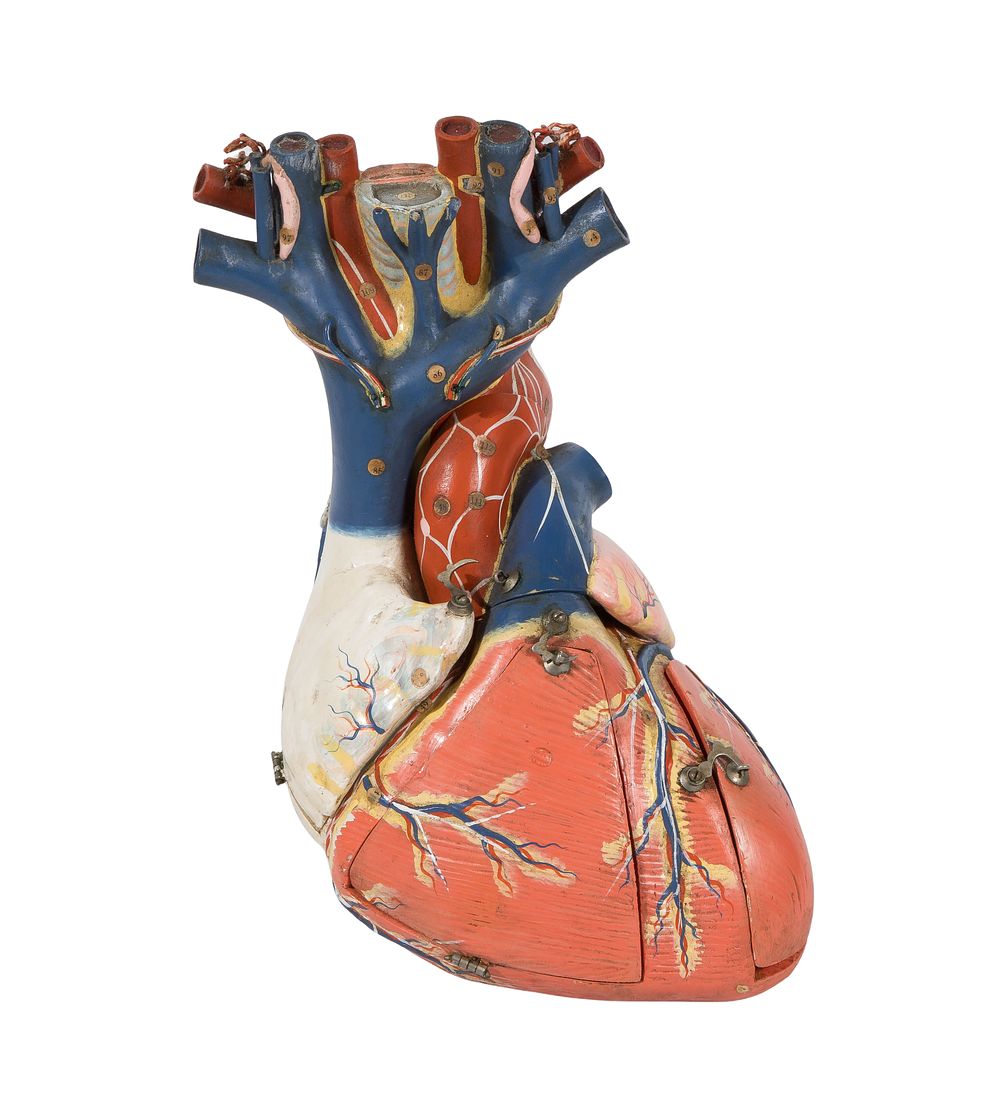 Lot 483: Anatomical Heart Model