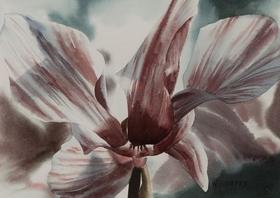 Winifred Godfrey - Winifred Godfrey (American, b.1944) 'Variegated Cyclamen' Watercolor Undated 