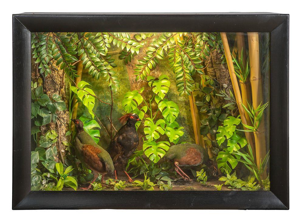 Lot 255: Crested Wood Partridge Taxidermy Diorama