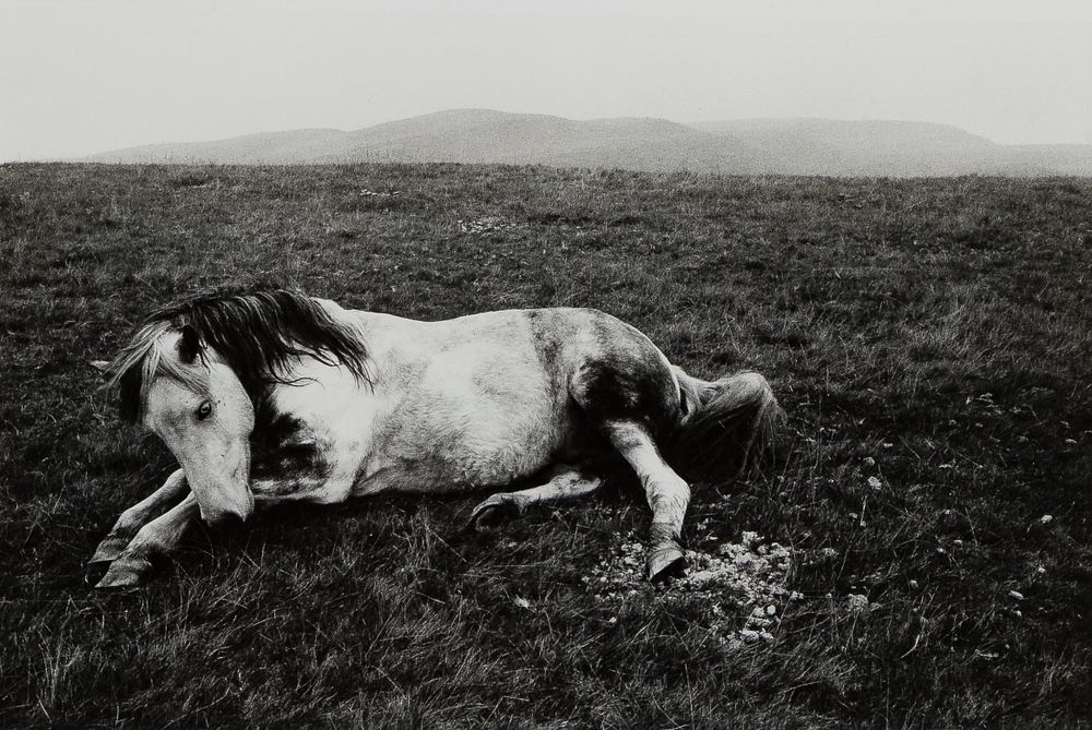 Lot 185: Bruce Davidson (American, b.1933) 'Horse, Wales' Gelatin Silver Print