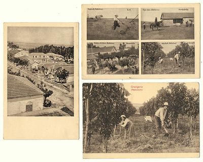3 Postcards of Jewish Settlements - Palestine - JNF. Three Postcards showing the young Jewish 