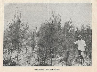 Forests of the Jewish National Fund - French, 1920s. Donation of Trees to the Jewish National 