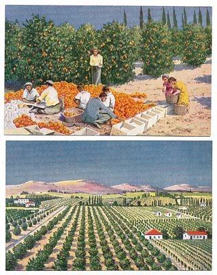 6 Postcards - Jaffa Oranges Production - Palestine. Collection of 6 postcards depicting the 