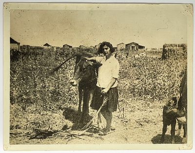 Collection of 12 Large Photos - Palestine Views. 12 Photographs showing views and occurrences in 