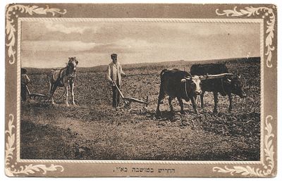 Early Postcard - Unknown Jewish Settlement, Palestine. Plowing in a Jewish Settlement in the 