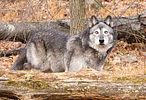 You will have a howling good time!. with 4 Adult admissions to a Wolf Watch tour at Lakota Wolf Image - 2