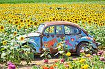 4 Ultimate Passes to the NJ Sunflower Trail and VonThun Farms in Washington, NJ. Win a family Image - 1