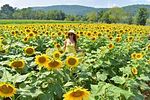 4 Ultimate Passes to the NJ Sunflower Trail and VonThun Farms in Washington, NJ. Win a family Image - 2