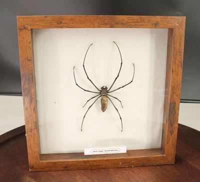 Etymological Mount, Wood Spider, Nephila Maculata. Etymological Specimen Mount, Wood Spider 