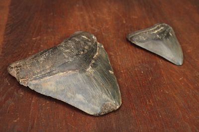 2 Fossilized Megolodon Teeth, 4.75" and 3". Size: 4.75" and 3" long Condition: Shipping: There 