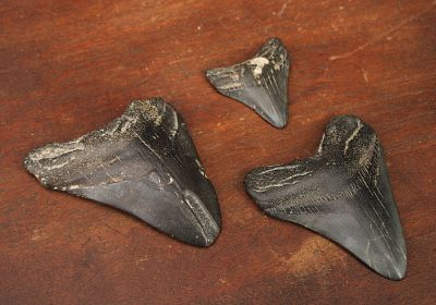 3 Fossil Megolodon Teeth, Largest 4" Long. Size: 4", 3.5", and 2.25" long Condition: Shipping: 