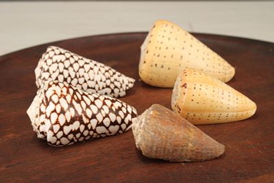 5 Cone Shell Specimens, Conus. Size: largest 4.5" long Condition: Shipping: There are several 