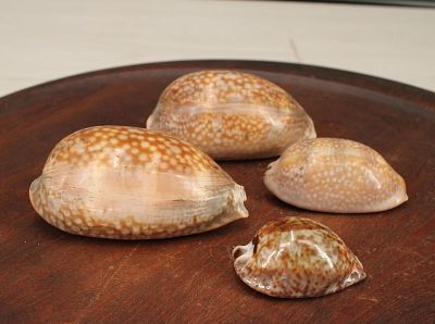 4 Large Cypraea, Cowrie Shell Specimens. Size: largest 5" Condition: Shipping: There are 