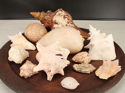 Collection of Large Conch Shells, Longest 14". Collection of Large Conch Shells. Size: 14" long 