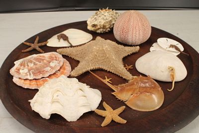 Collection of Marine Shells and Sea Creatures. Size: 9"starfish Condition: Shipping: There are 