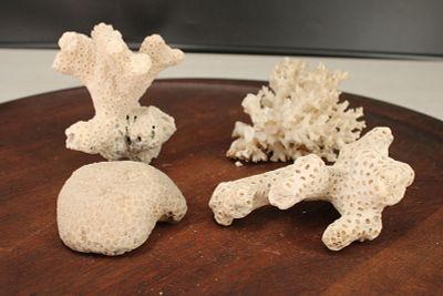Collection of Coral Specimens. Size: 4" long (avg.) Condition: Shipping: There are several 