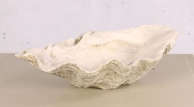 Decorative Cast Stone Tridacna Shell. Size: H 3.5" x W 14" x D 8.5" Condition: Shipping: There 