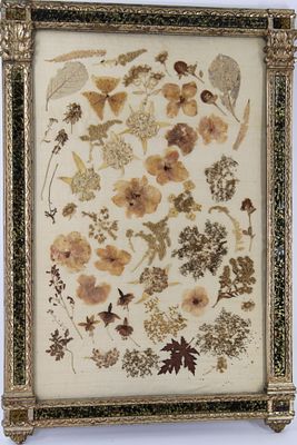 Pressed Flower Arrangement, Eglomise Frame. Victorian era dried and pressed flower art in gilded 