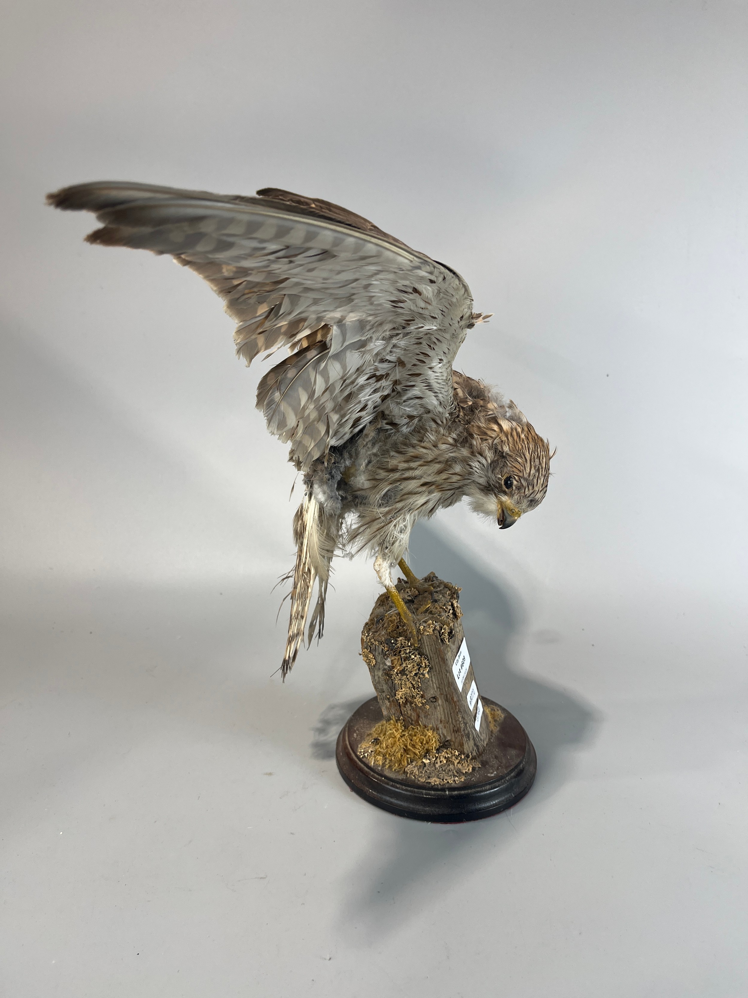 Lot 609