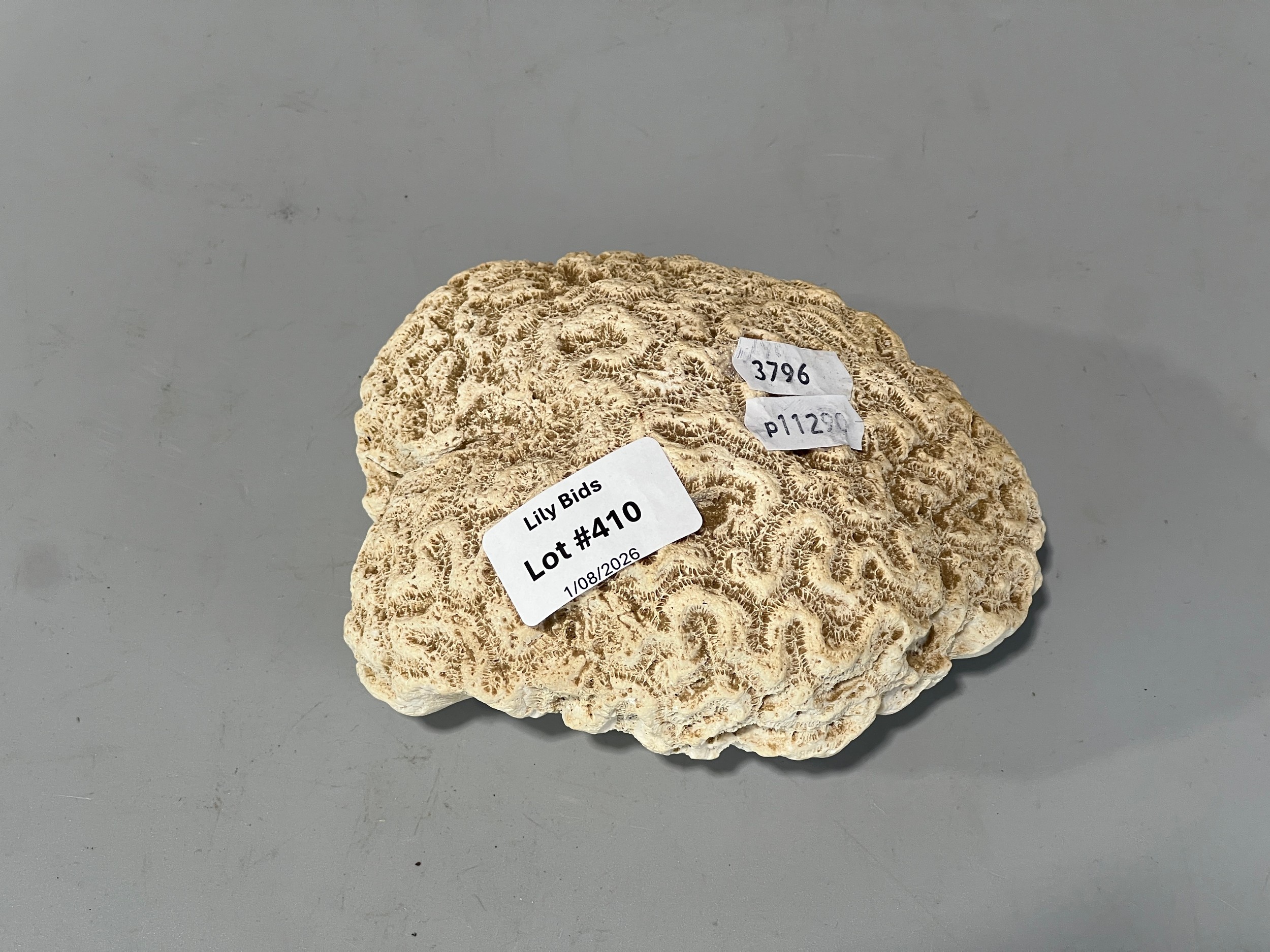 Lot 410