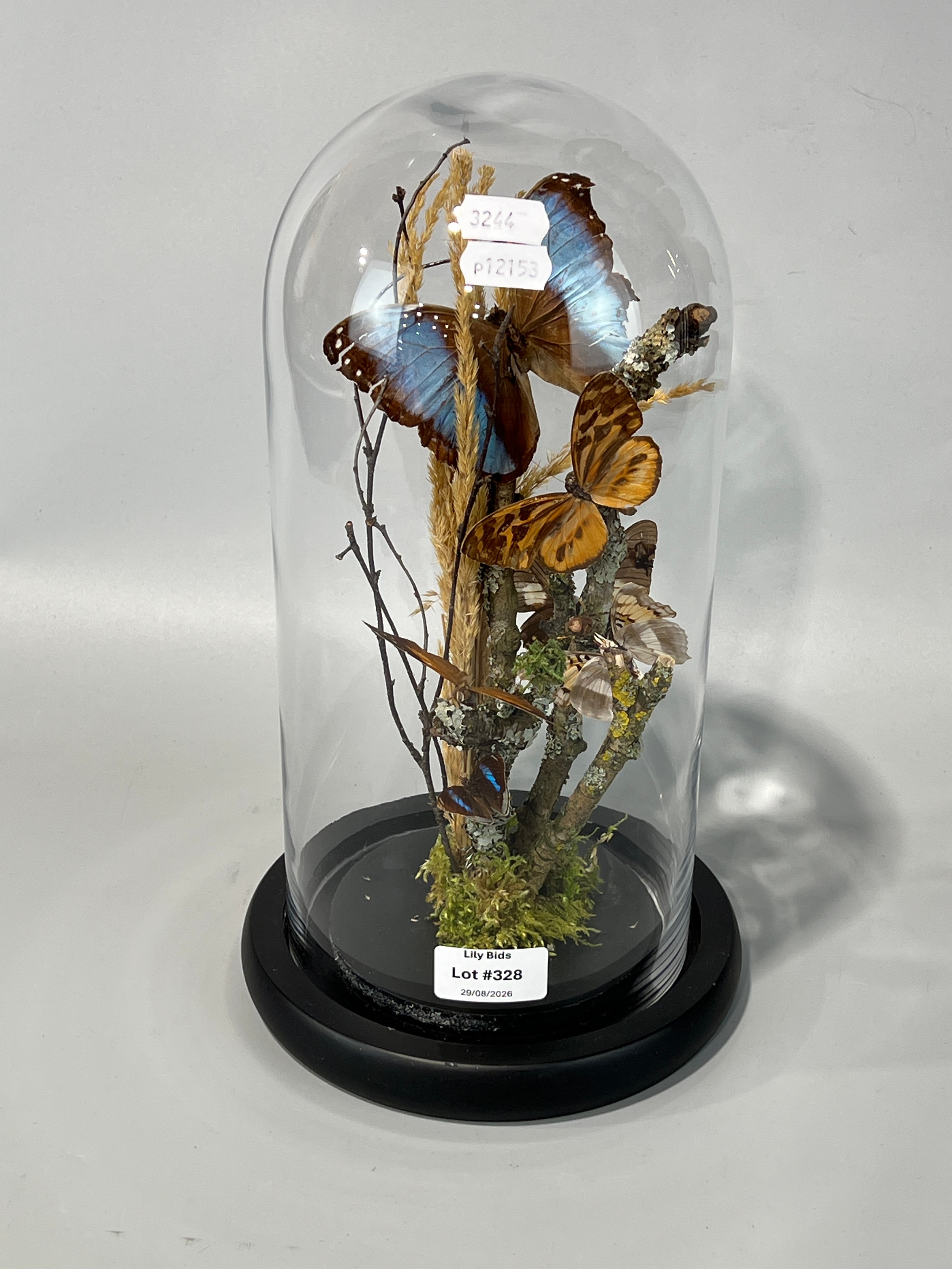 Lot 328