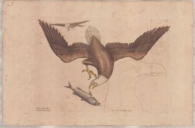 Mark Catesby (British, 1679-1749) Hand-Colored Engraving, The White Headed Eagle. Mark Catesby 