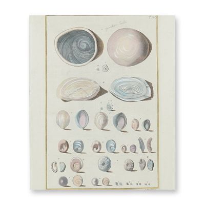Giuseppe Menabuoni and Paolo Antonio Pazzi Double-Sided 18th-Century Natural History Publication. 