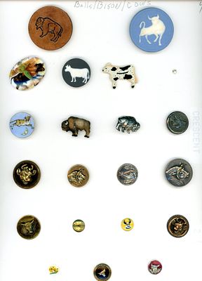 A CARD OF DIVISION ONE AND THREE BULLS AND COW BUTTONS. 20 S/M/L 19th to 20th century assorted 