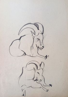 Скрадаль ? Горные козлы. 1950-1960-е годы. Бумага, карандаш. Размер : 26,5х 21 см. Работа в 