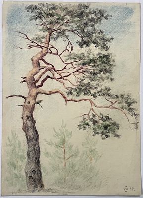 [Из собрания семьи В. Успенского] Успенский Владимир. Сосна. 1938 г. Бумага, цв. карандаши. 