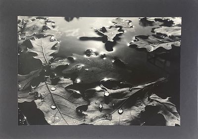 Фотогр. Грачева О. Листва. 1990-е гг. Фото. Размер: 19 х 28,5 см.
. Фото в хорошем состоянии 