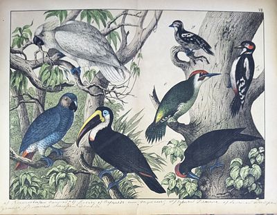 Виды птиц. Середина XIX века. Крашеная литография. Сгиб по центру, надрывы, надписи тушью.