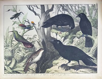 Виды птиц. Середина XIX века. Крашеная литография. Сгиб по центру, надрывы, надписи тушью.