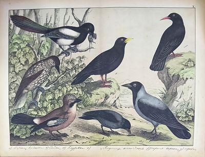 Виды птиц. Середина XIX века. Крашеная литография. Сгиб по центру, надрывы, надписи тушью.
