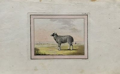 Гейслер Кристиан. Овца - той же породы с серебристо-серой волнистой шерстью. Бумага, очерковая 