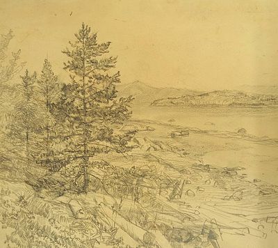 Кучеренко Владимир. Сосна. 1960-е гг. Бумага, карандаш. Размер: 34,5 х 39 см. Работа без 