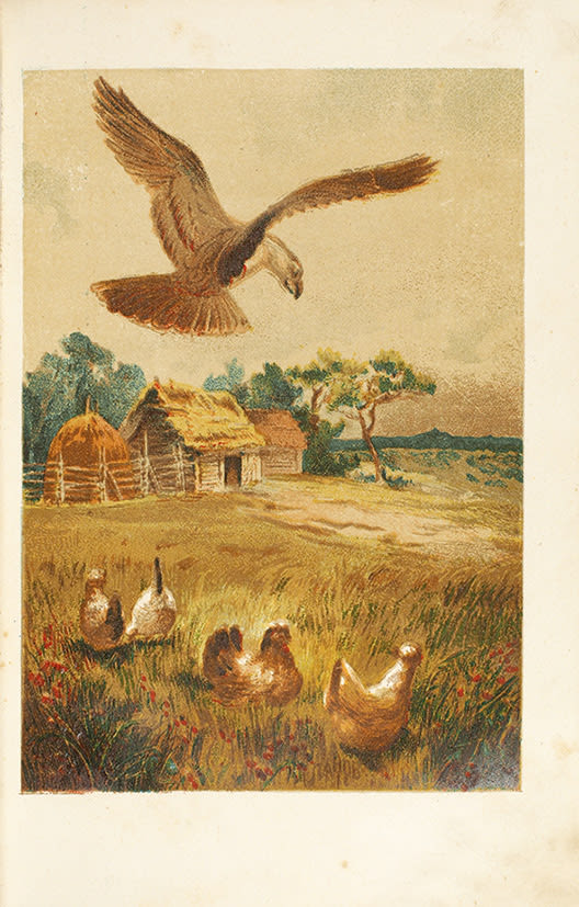 басня крылова орел и курица. притча об орле в курятнике. басня петух и орел. орел и петух. орловские куры.