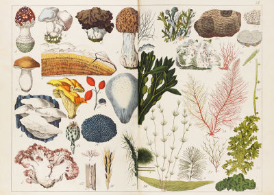 Рего, Э.Ф. Естественная история растительного царства преимущественно в применении 