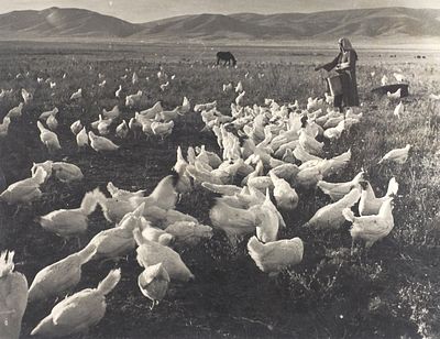 Фотография: В полях Киргизии. [Б.м., 1950-е г. Фотография: В полях Киргизии. [Б.м., 1950-е 