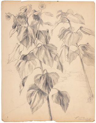 Чеботарев Константин Константинович (1892–1974) &laquo;Подсолнухи&raquo;. 1958. Бумага 